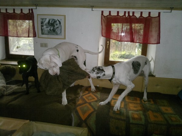 med_Gib das sofort her!.jpg (600 x 450)